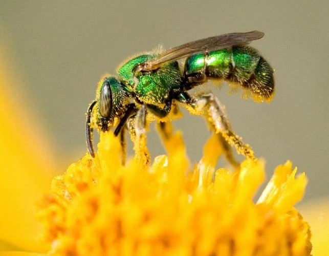 Do Sweat Bees Sting?