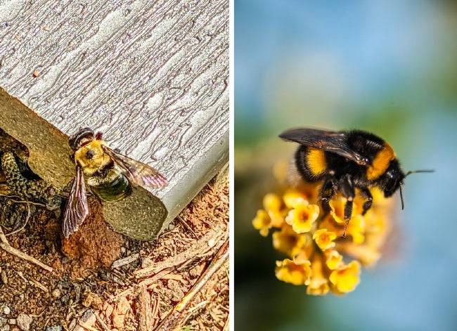 Bumblebee vs Carpenter Bee