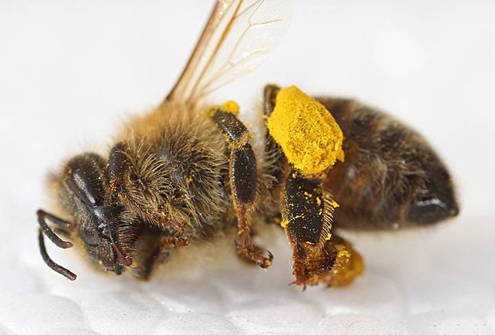 Dead bees covered in pollen