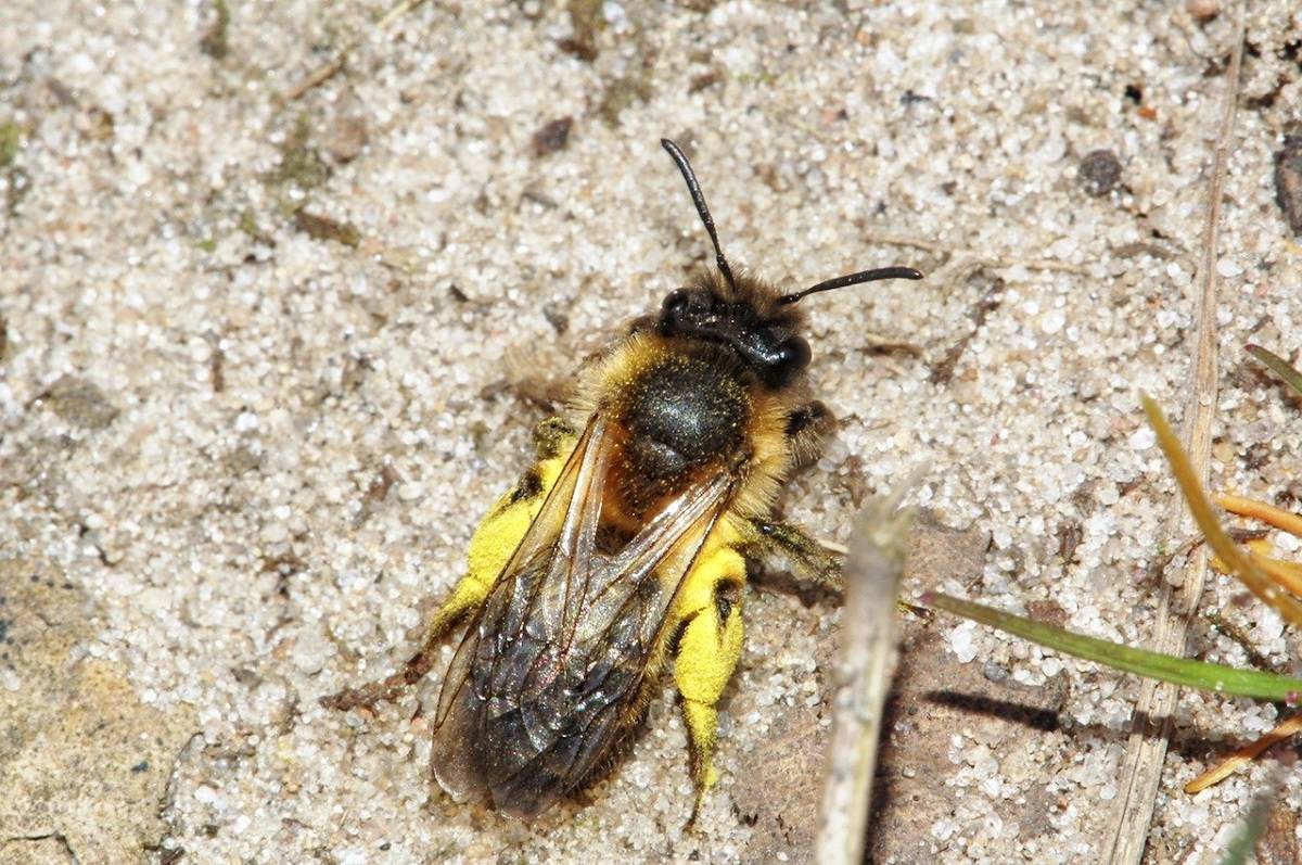 Digger bees: Appearance, Common Characteristics, and Behavior