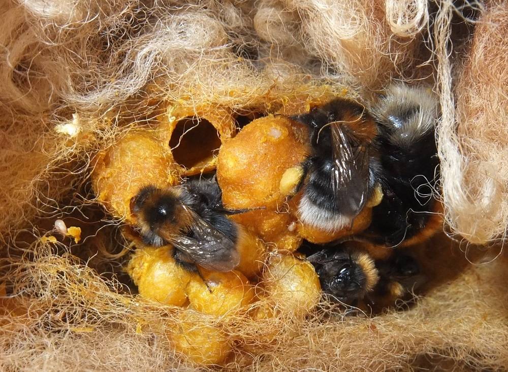 Everything you need to know about Bumblebee Nest