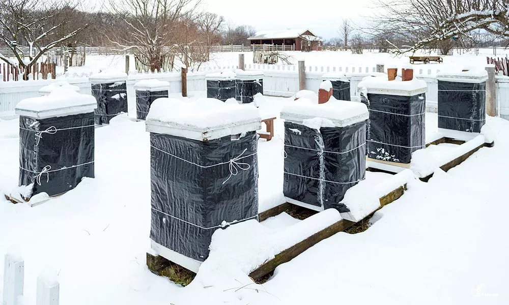 Insulating Your Bee Hives for Winter: The Importance and Where to Buy