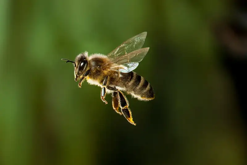 How far can bees go?