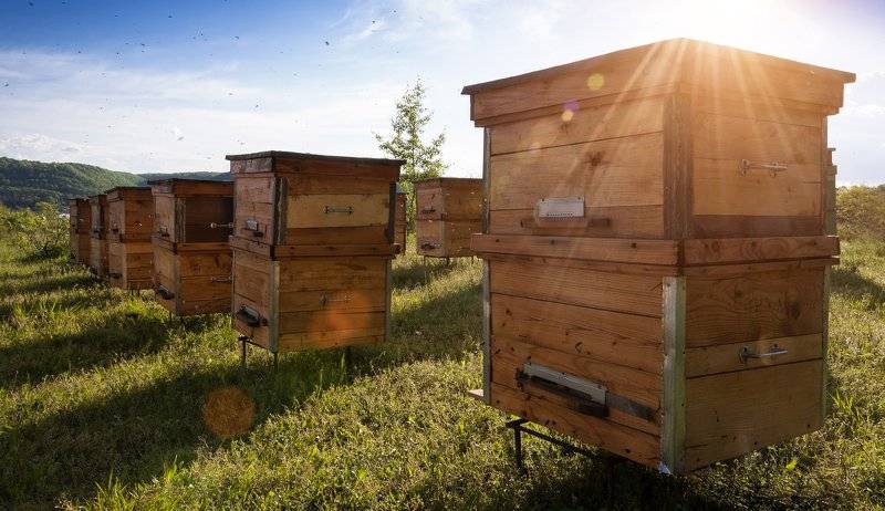 The three most common types of hives