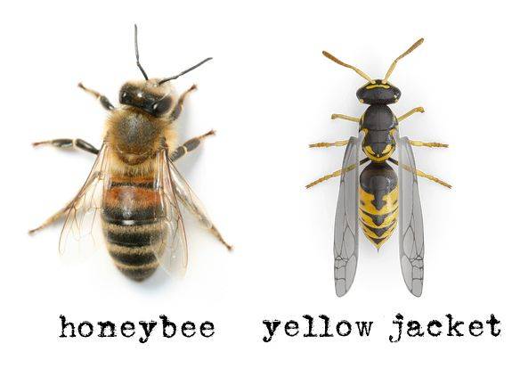 Yellow Jackets Vs. Bees 