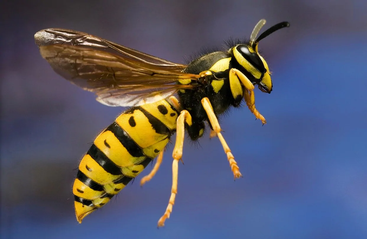 Wasp Identification: A Comprehensive Guide