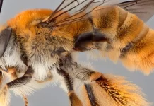 Are Bees Vertebrates?