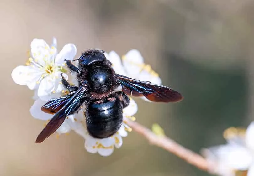 Big Black Bees