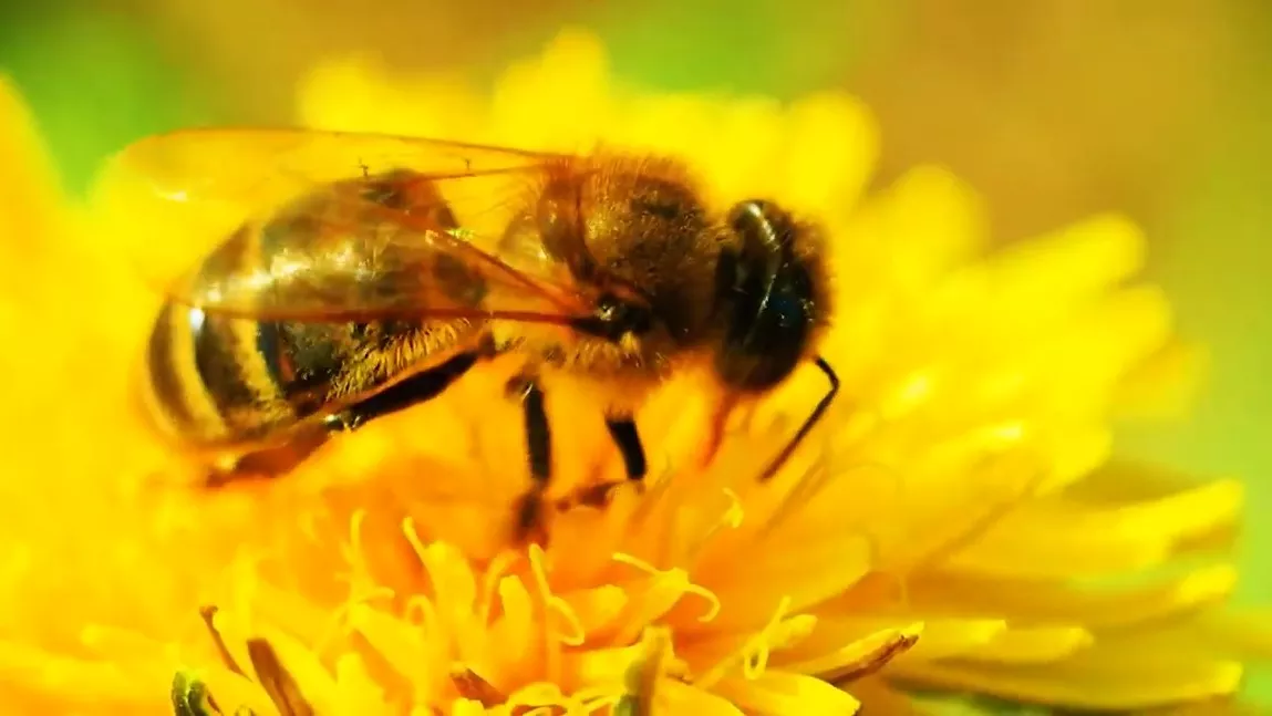 Can Bees Get Drunk? Can Flowers Make Bees Drunk?