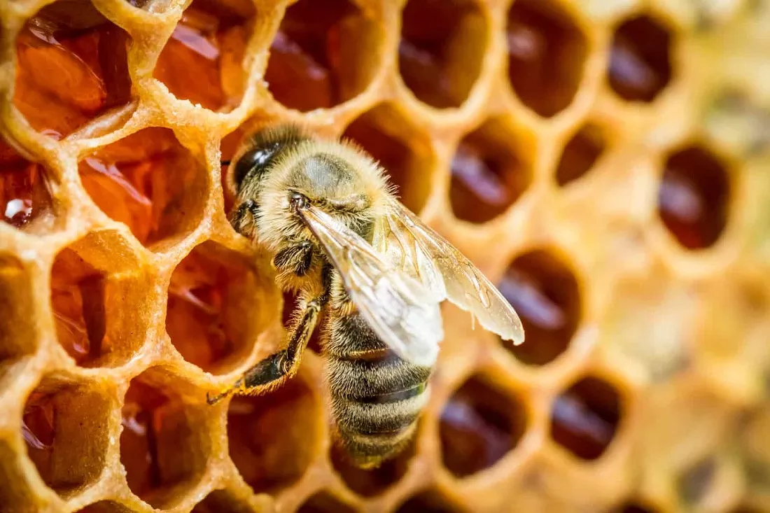 Do All Bees Make Honey?