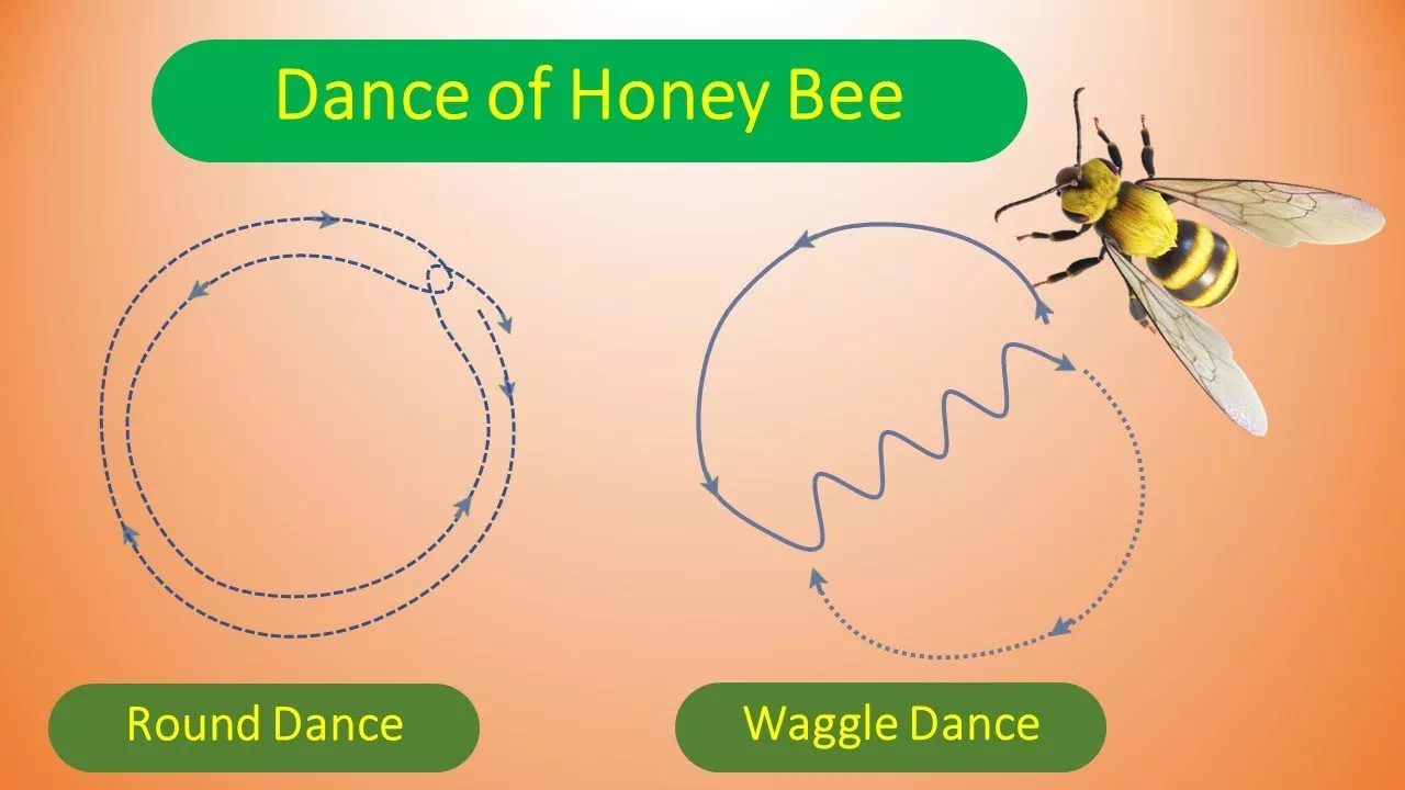 How Do Bees Communicate