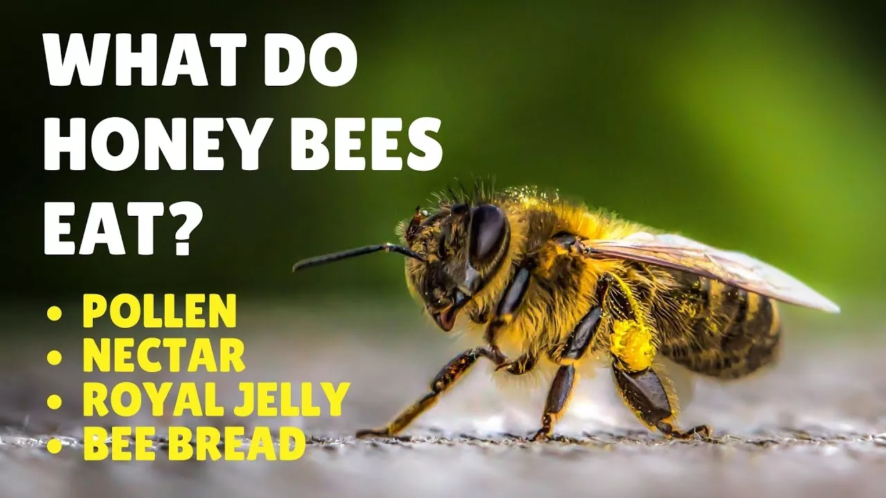 How Long Can Bees Survive Without Food?