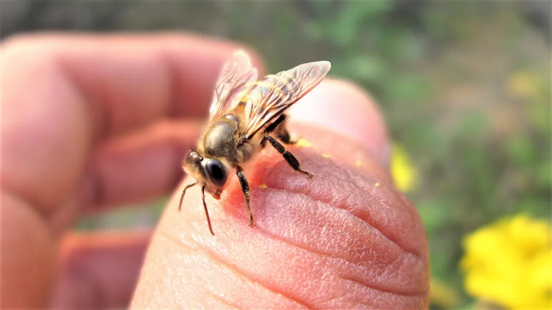 The Science Behind Bee Stings: Understanding the Pain and Reactions