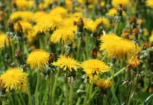 Dandelion is excellent for multiple purposes: Utilize it in four ways Dandelion Is Excellent For Multiple Purposes
