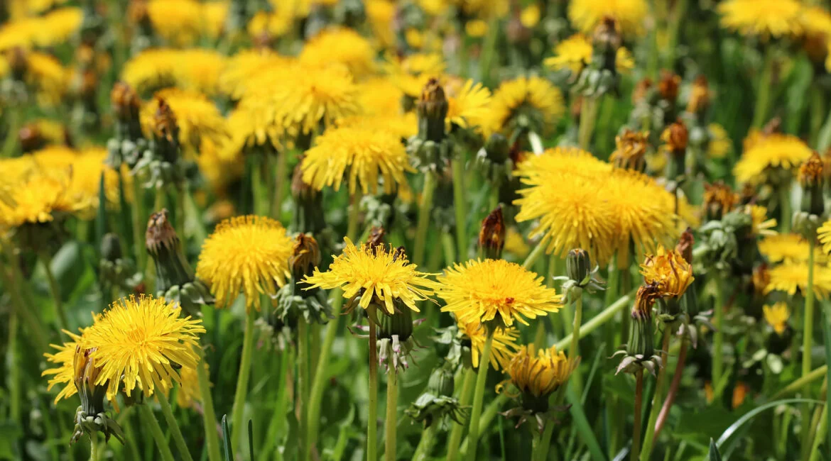 Dandelion Is Excellent For Multiple Purposes