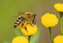 Bees are living significantly shorter lives, which is a problem for the entire world Honey Bees